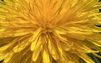 Löwenzahn / Taraxacum officinale