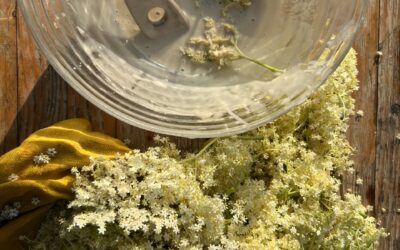 Holunder / Sambucus nigra