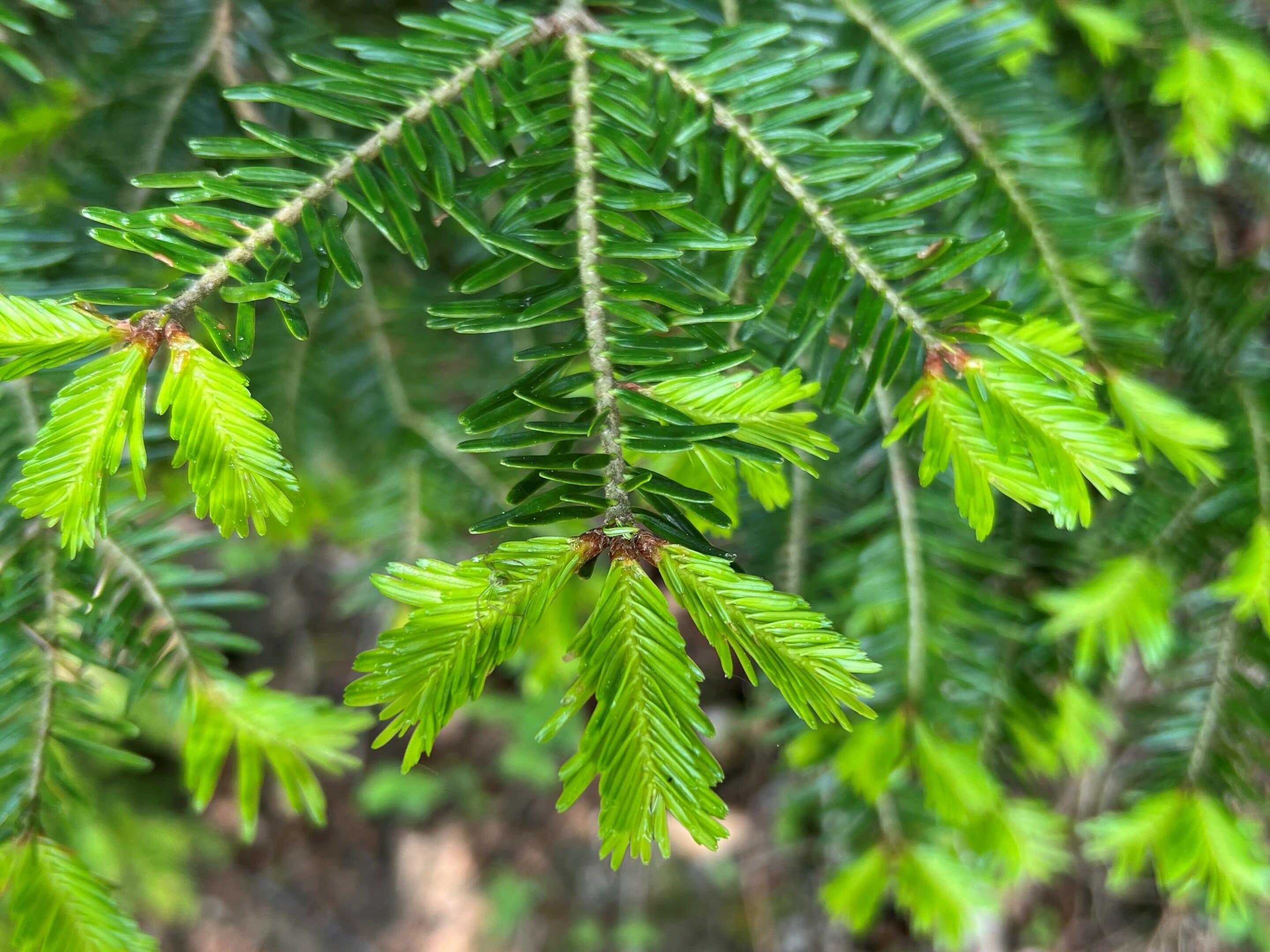 Wild und Krautig - Weisstanne