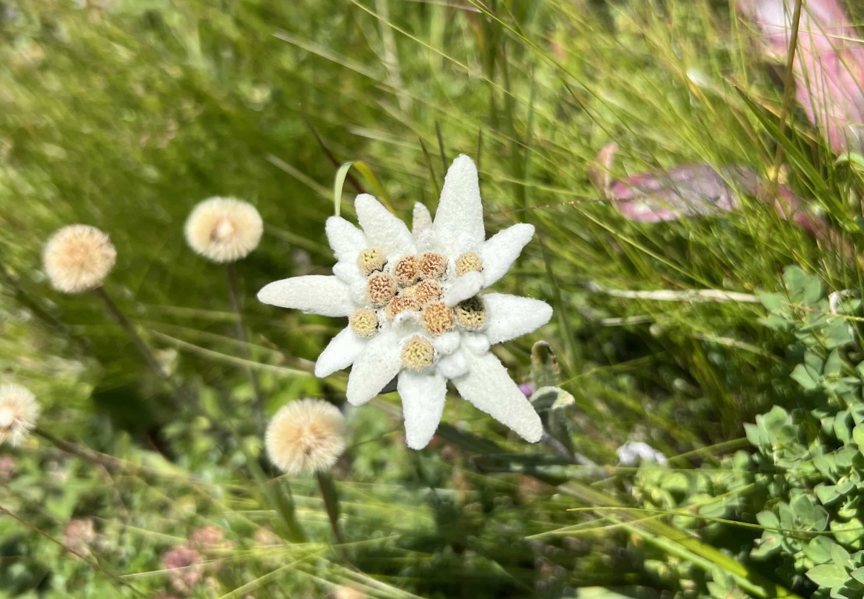 Wild und Krautig - Edelweiss