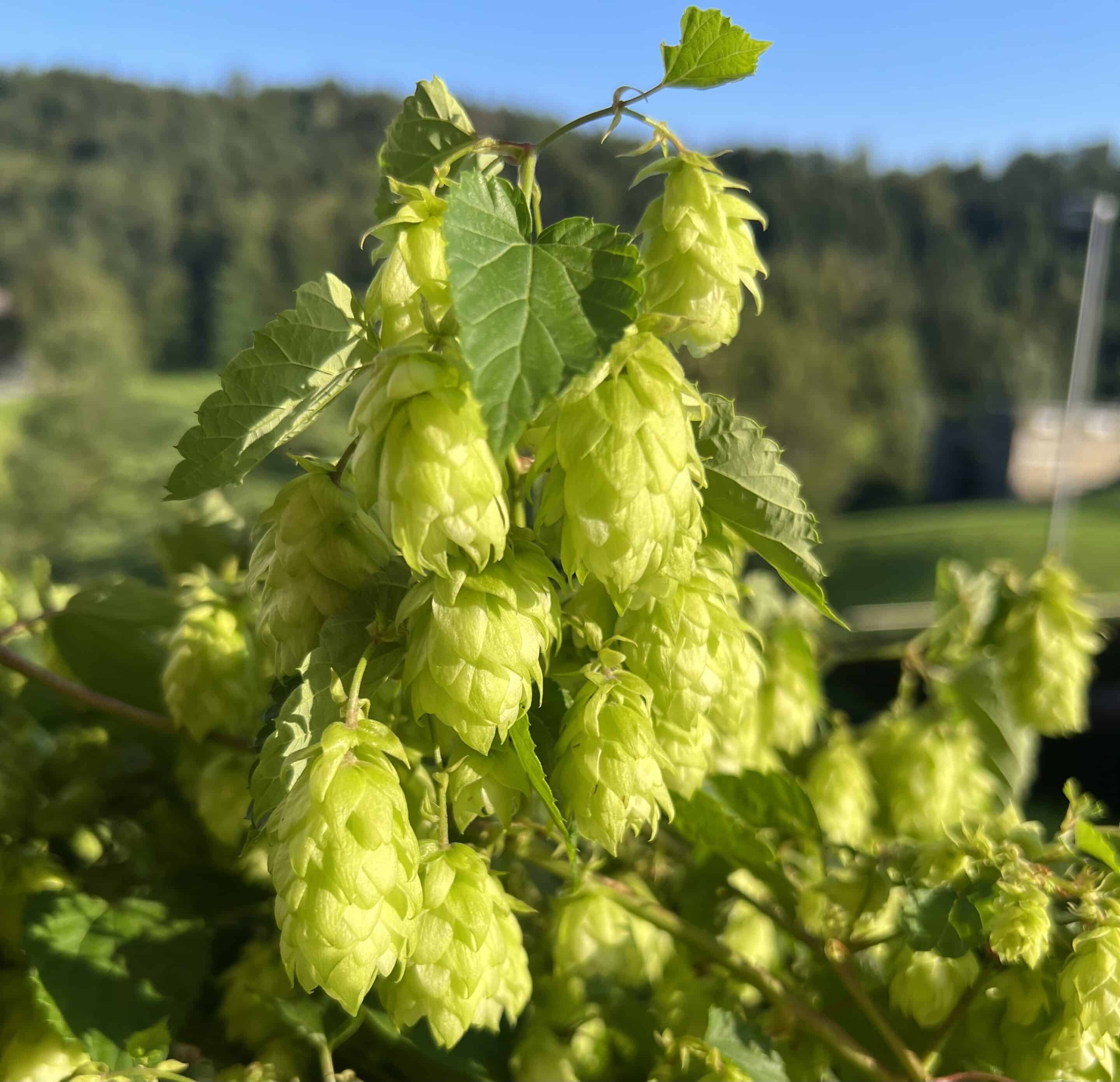 Wild und Krautig - Echter Hopfen
